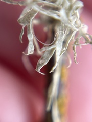 Ramalina leptocarpha