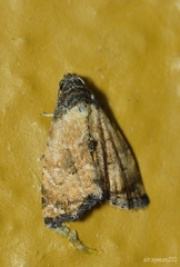 Cobubathinae