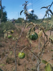 Solanum campylacanthum