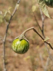 Solanum campylacanthum