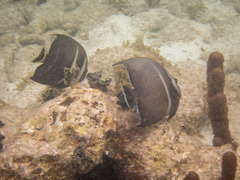 Pomacanthus arcuatus