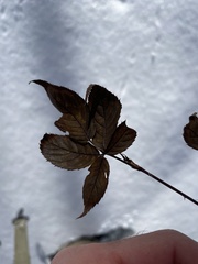 Rubus occidentalis
