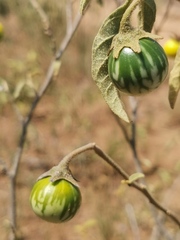 Solanum campylacanthum