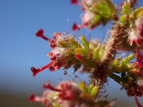 Image of Erica exleeana by (c) Ren Hoekstra, some rights reserved (CC BY)