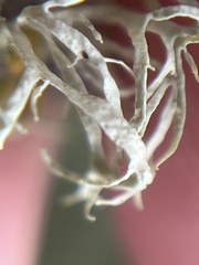 Ramalina leptocarpha