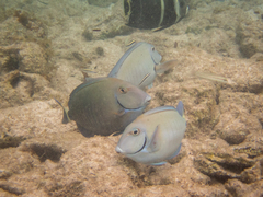 Acanthurus chirurgus
