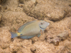 Acanthurus chirurgus