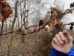 Hamamelis vernalis