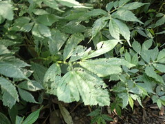Elatostema platyphyllum
