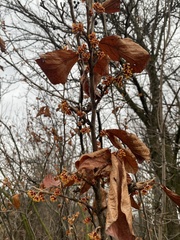 Hamamelis vernalis