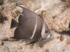 Pomacanthus arcuatus