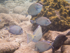 Acanthurus chirurgus