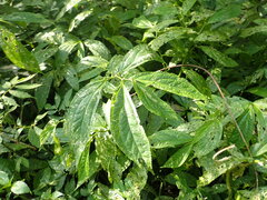 Elatostema platyphyllum