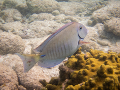 Acanthurus chirurgus