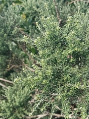 Genista canariensis image