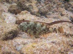 Sparisoma chrysopterum