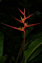 Heliconia acuminata