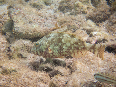 Sparisoma chrysopterum