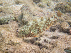 Sparisoma chrysopterum