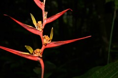 Heliconia acuminata