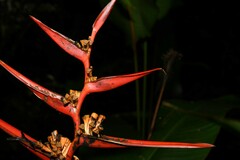 Heliconia acuminata