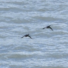 Speculanas specularis