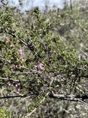 Adenostoma fasciculatum