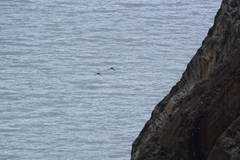 Speculanas specularis