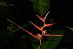 Heliconia acuminata