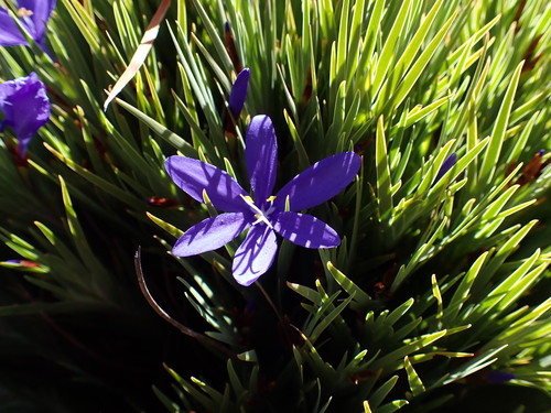 Image of Nivenia concinna by (c) Ren Hoekstra, some rights reserved (CC BY)