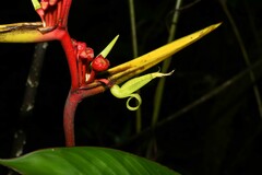 Heliconia richardiana