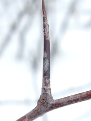 Crataegus chrysocarpa chrysocarpa