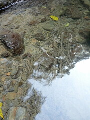 Bufo bankorensis