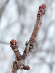 Crataegus chrysocarpa chrysocarpa