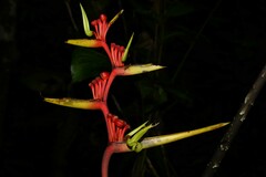 Heliconia richardiana