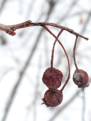 Crataegus chrysocarpa chrysocarpa