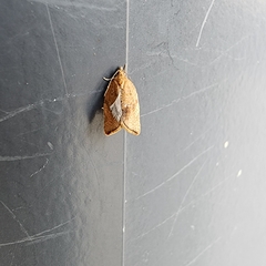 Argyrotaenia franciscana