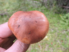 Gomphidius maculatus