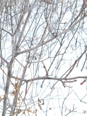 Crataegus chrysocarpa chrysocarpa