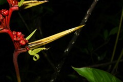 Heliconia richardiana