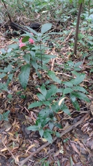 Justicia carnea