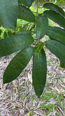 Melicytus ramiflorus