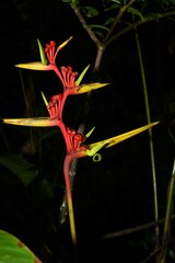 Heliconia richardiana