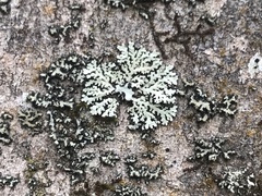 Heterodermia albicans