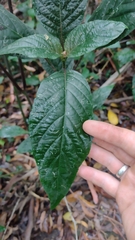 Justicia carnea