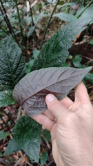 Justicia carnea
