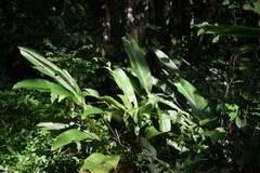 Heliconia richardiana