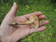 Gomphidius maculatus