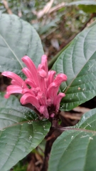 Justicia carnea