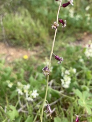 Caulanthus heterophyllus